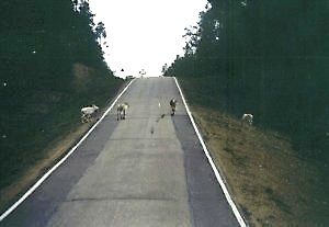 Rentiere auf dem Weg nach Norden