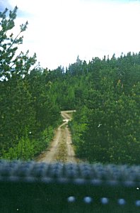Waldweg in Lappland