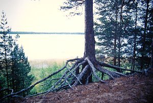 K&uuml;stenbaum auf Manamansalo