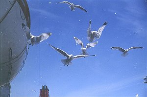 M&ouml;wen in Helsinki