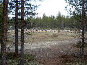 Rentierherde am Inarisee - von Martin