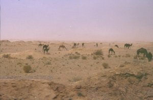 Dromedar-Herde