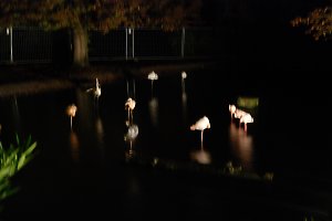Flamingos im Stadtpark