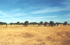 Öland