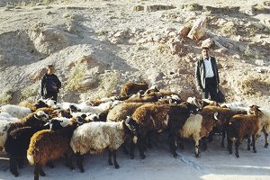 Schafherde - von Veronika