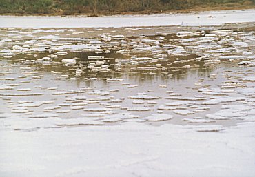 Salzsee - von von Trude