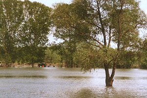 Traktor in der Donau
