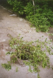 Im Vergn&uuml;gungsviertel