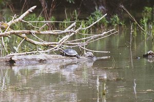europ&auml;ische Sumpfschildkr&ouml;ten