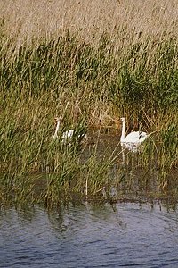 Amphibien-St&ouml;rche
