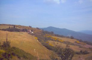 Unterwegs: bl&uuml;hende Ginsterstr&auml;ucher